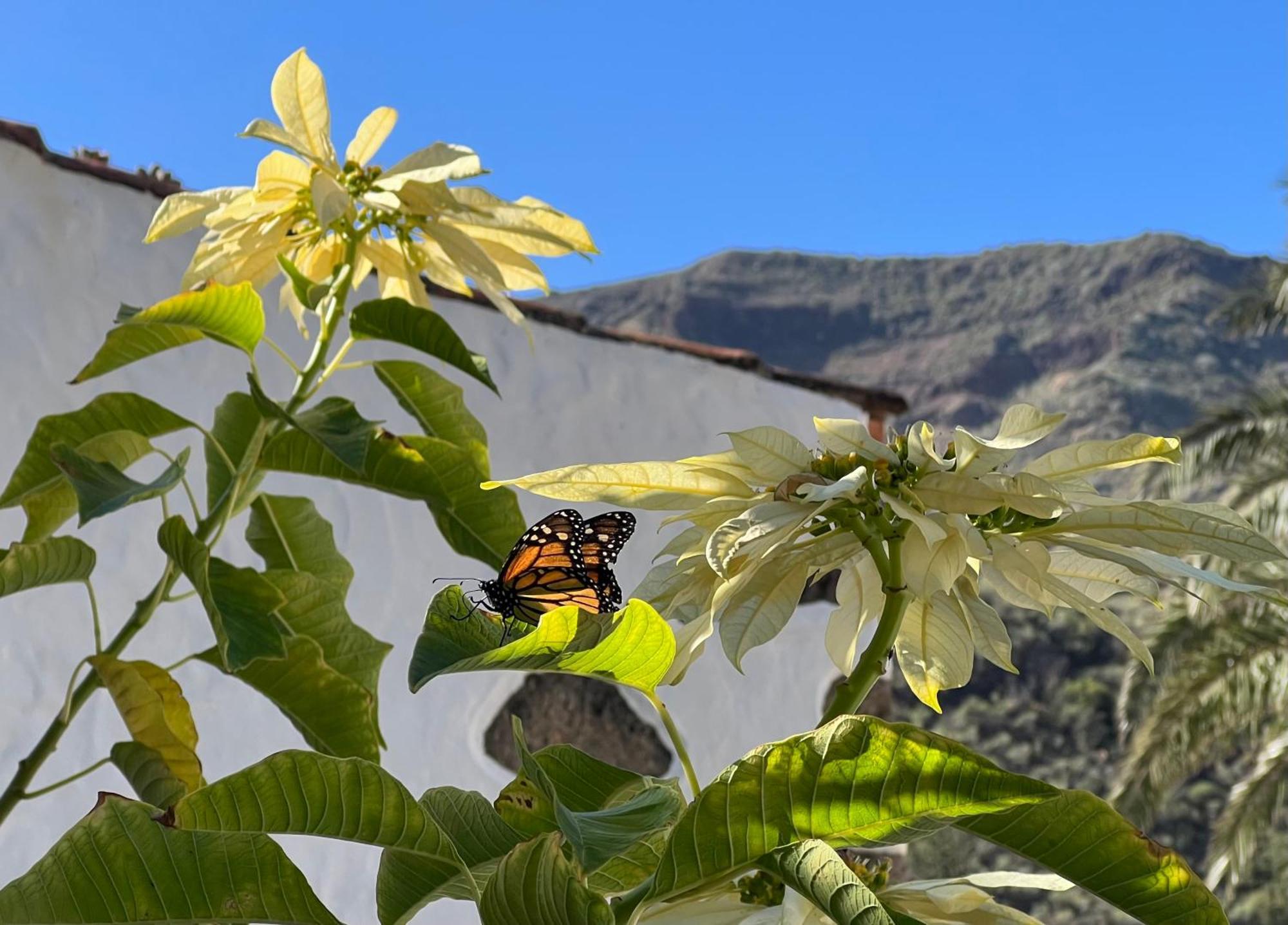 Finca Exclusiv La Mareta Agaete  Dış mekan fotoğraf